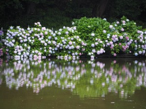 池に映る紫陽花