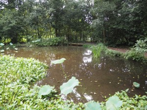 トンボ池