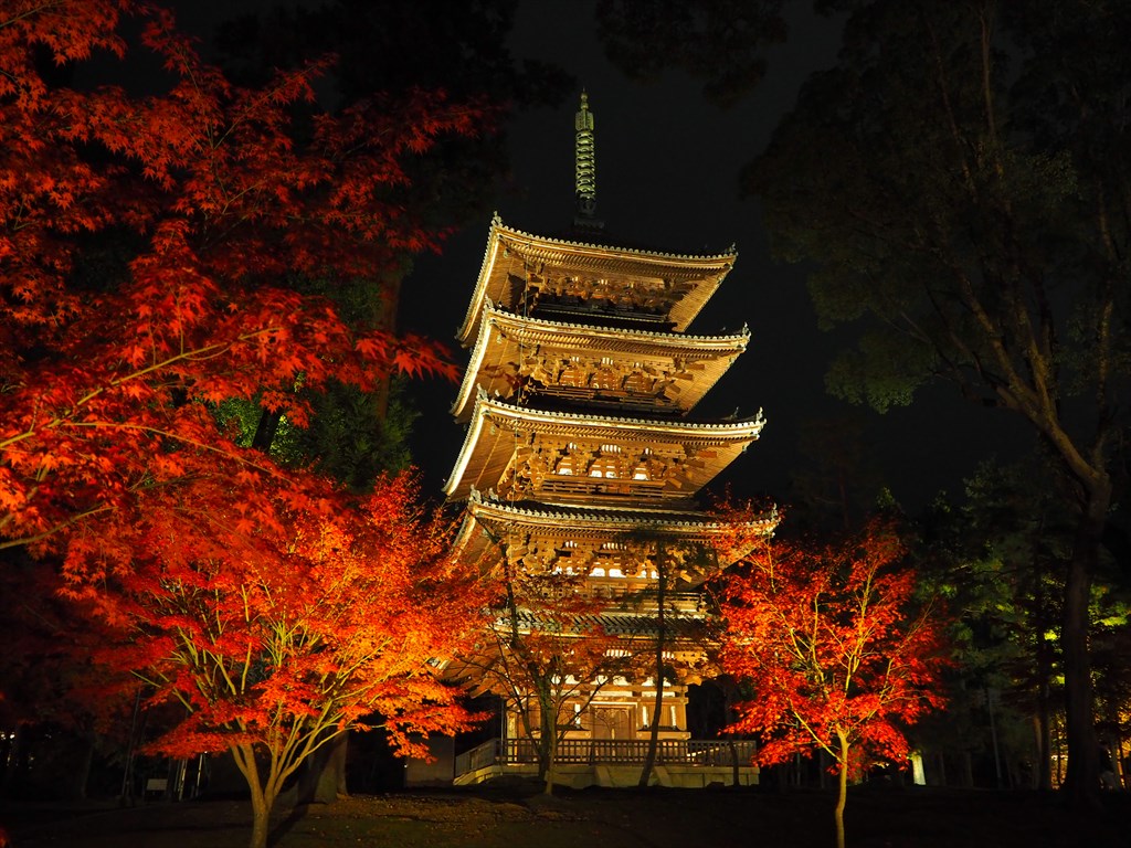 仁和寺の紅葉とライトアップ - 京都旅屋